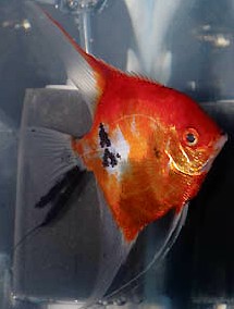 Angelfish - Full Body Orange Koi - Small Angelfish - Full Body Orange Koi - Small
